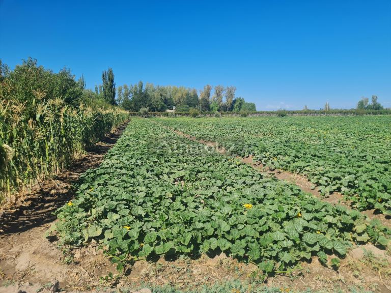 Finca en Venta en San Martin, Mendoza