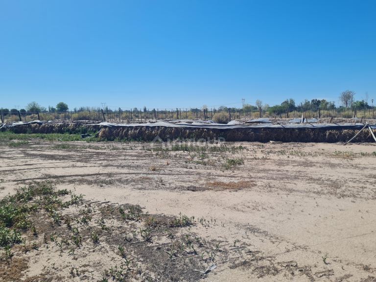 Finca en Venta en San Martin, Mendoza
