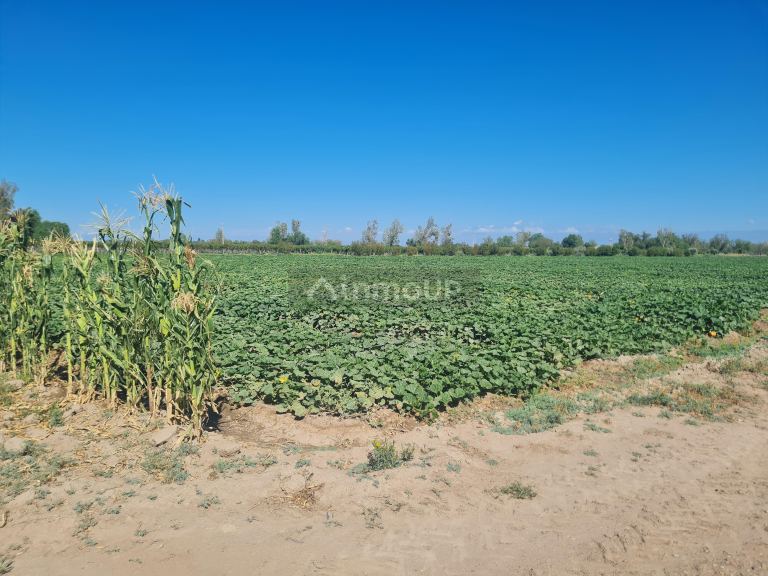 Finca en Venta en San Martin, Mendoza