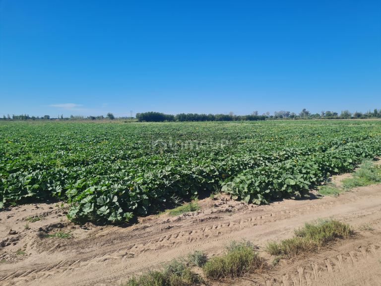 Finca en Venta en San Martin, Mendoza