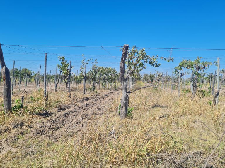 Finca en Venta en San Martin, Mendoza