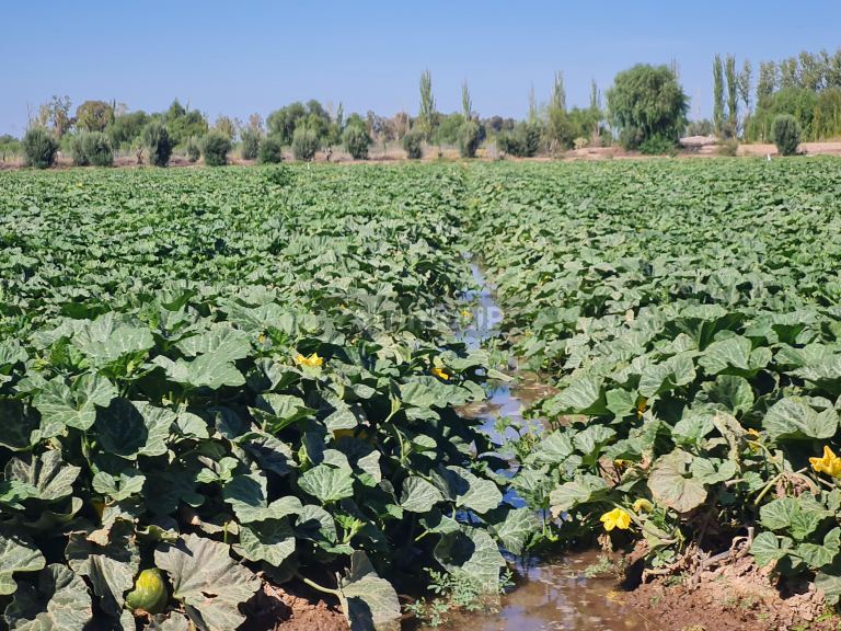 Finca en Venta en San Martin, Mendoza