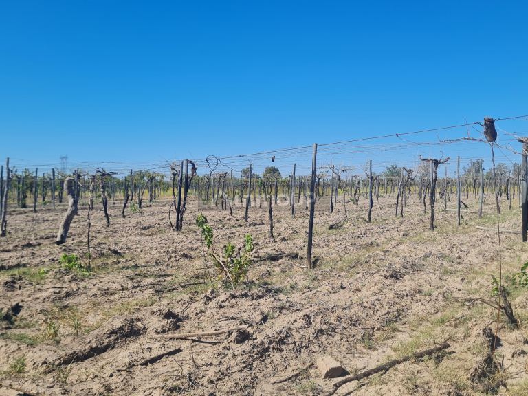 Finca en Venta en San Martin, Mendoza