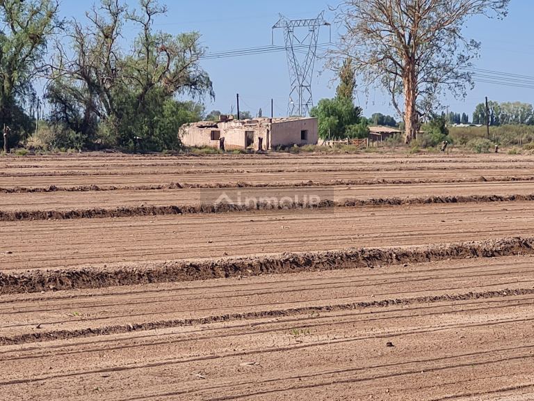 Finca en Venta en San Martin, Mendoza