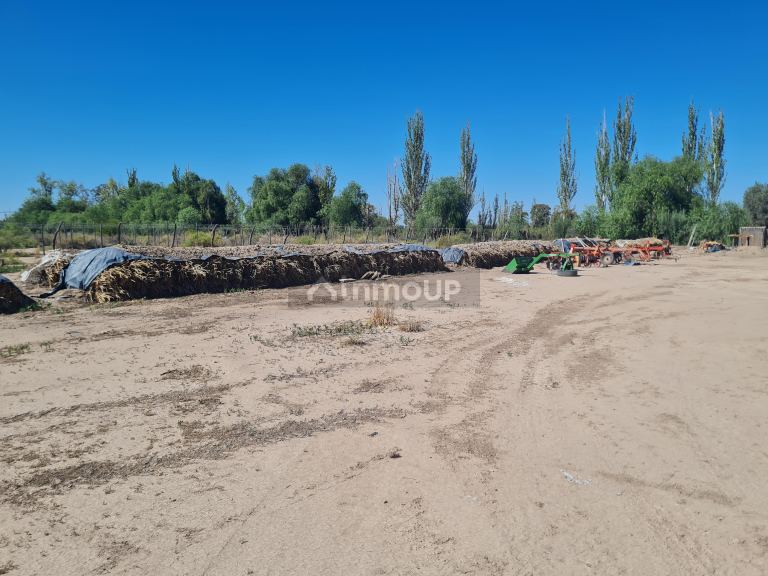 Finca en Venta en San Martin, Mendoza