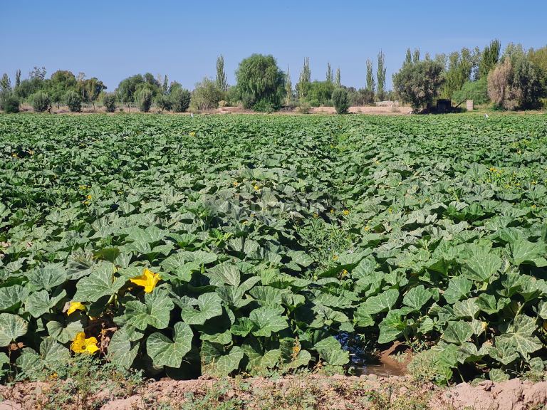 Finca en Venta en San Martin, Mendoza