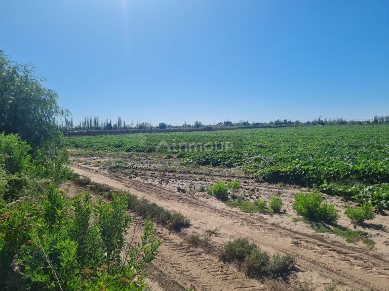 Finca en Venta en San Martin, Mendoza