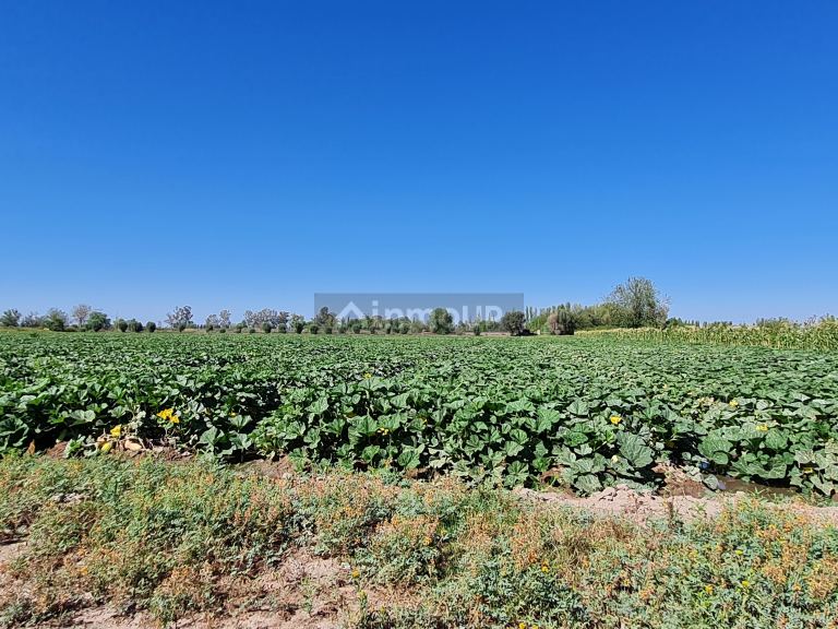 Finca en Venta en San Martin, Mendoza