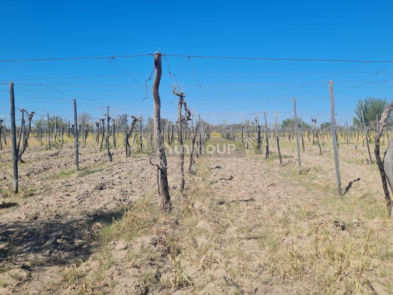 Finca en Venta en San Martin, Mendoza