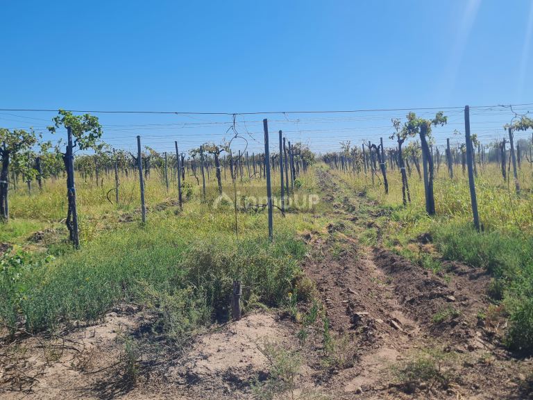 Finca en Venta en San Martin, Mendoza