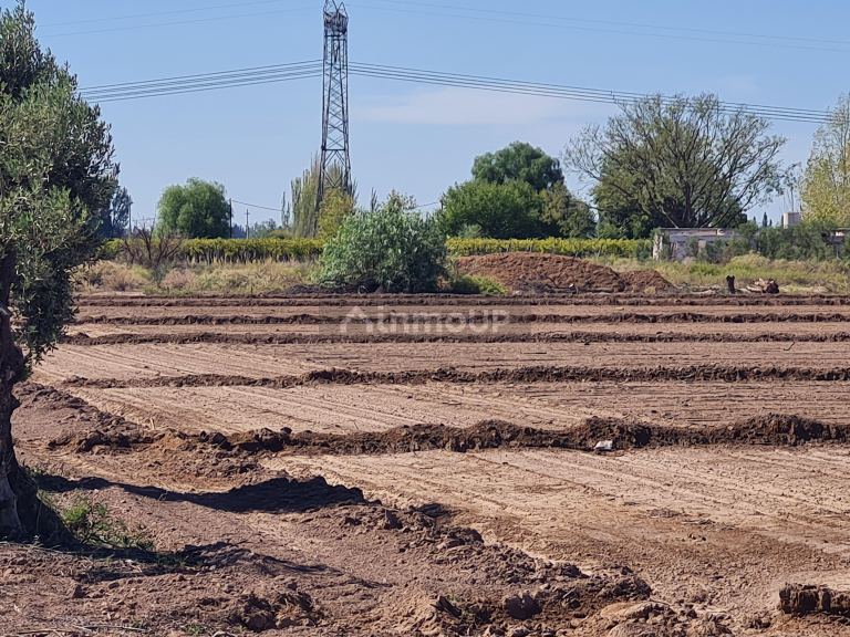 Finca en Venta en San Martin, Mendoza