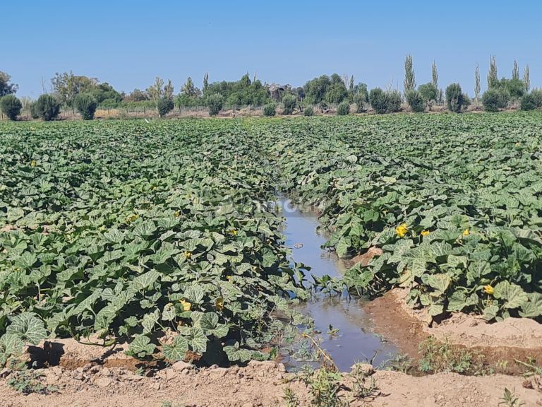 Finca en Venta en San Martin, Mendoza