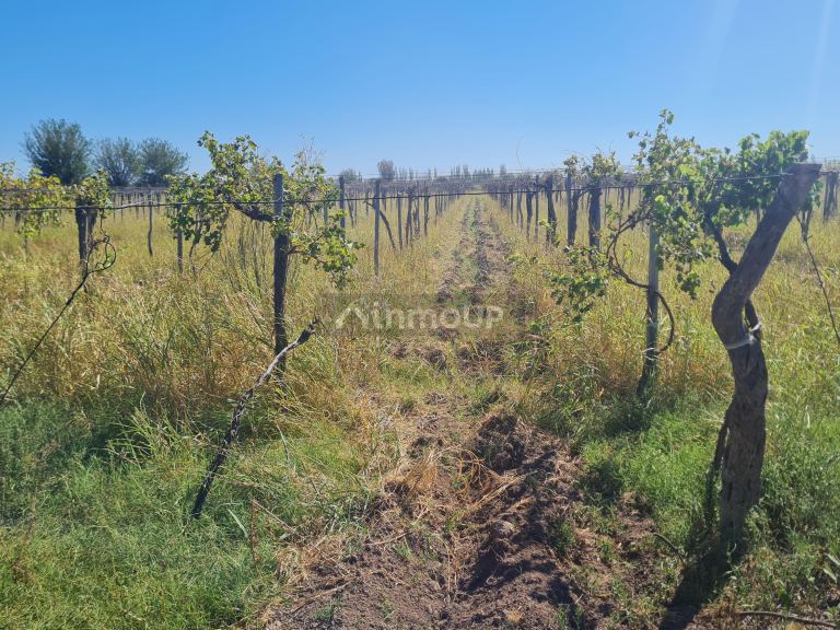 Finca en Venta en San Martin, Mendoza