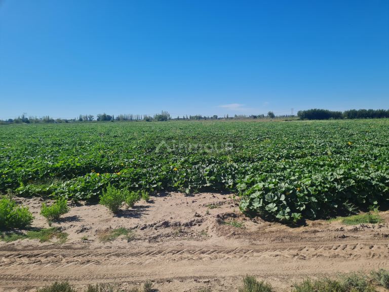 Finca en Venta en San Martin, Mendoza