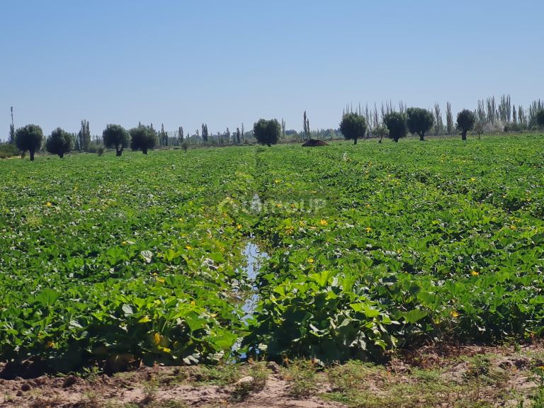 Finca en Venta en San Martin, Mendoza