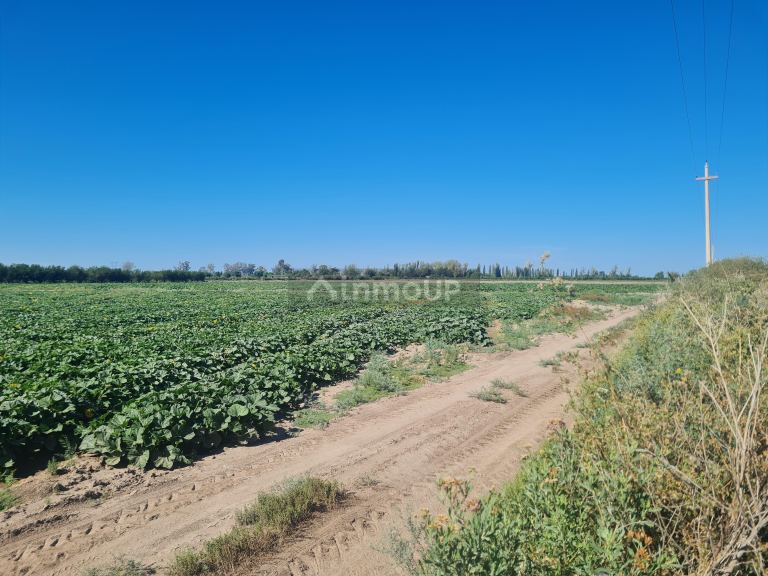Finca en Venta en San Martin, Mendoza