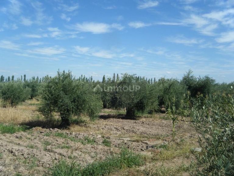 Finca en Venta en Maipu, Mendoza