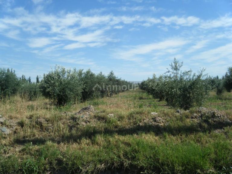 Finca en Venta en Maipu, Mendoza