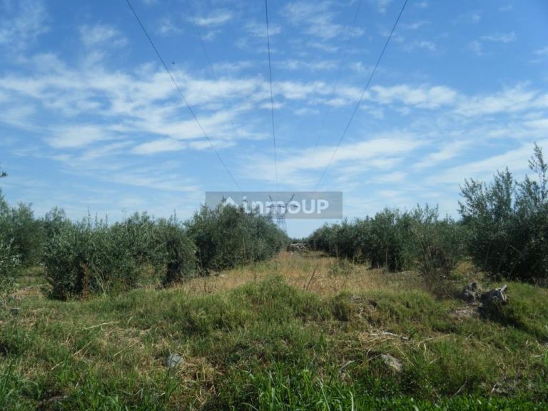 Finca en Venta en Maipu, Mendoza