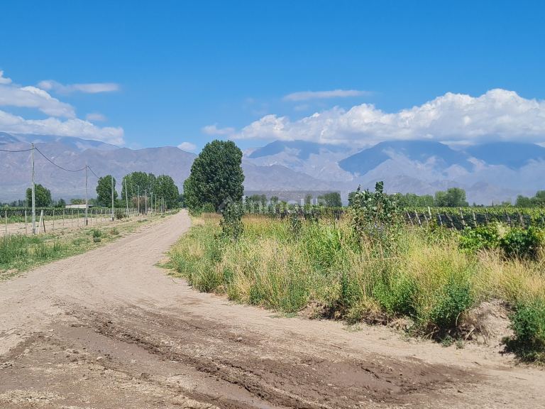 Finca en Venta en San Carlos, Mendoza
