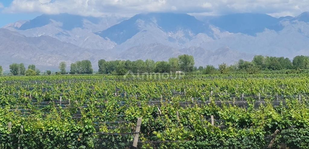 Finca en Venta en San Carlos, Mendoza