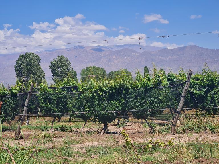 Finca en Venta en San Carlos, Mendoza
