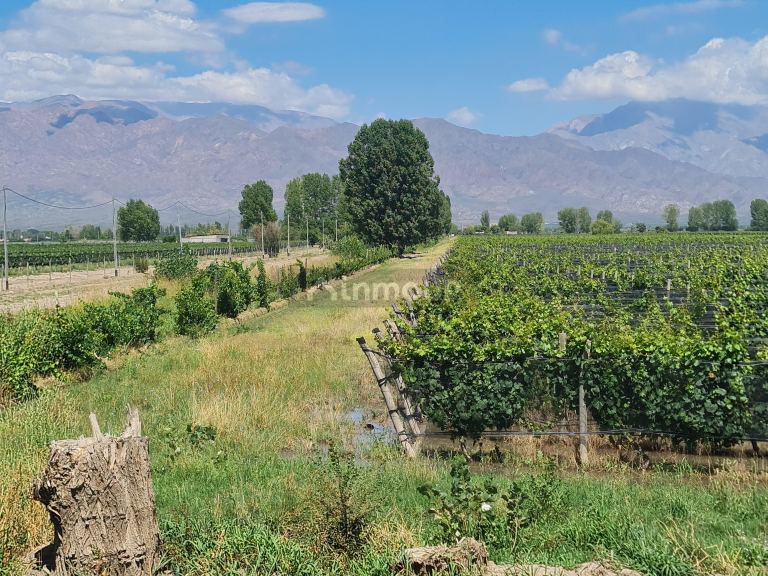 Finca en Venta en San Carlos, Mendoza