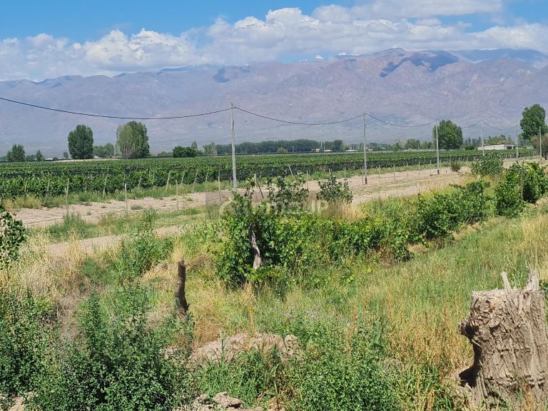 Finca en Venta en San Carlos, Mendoza
