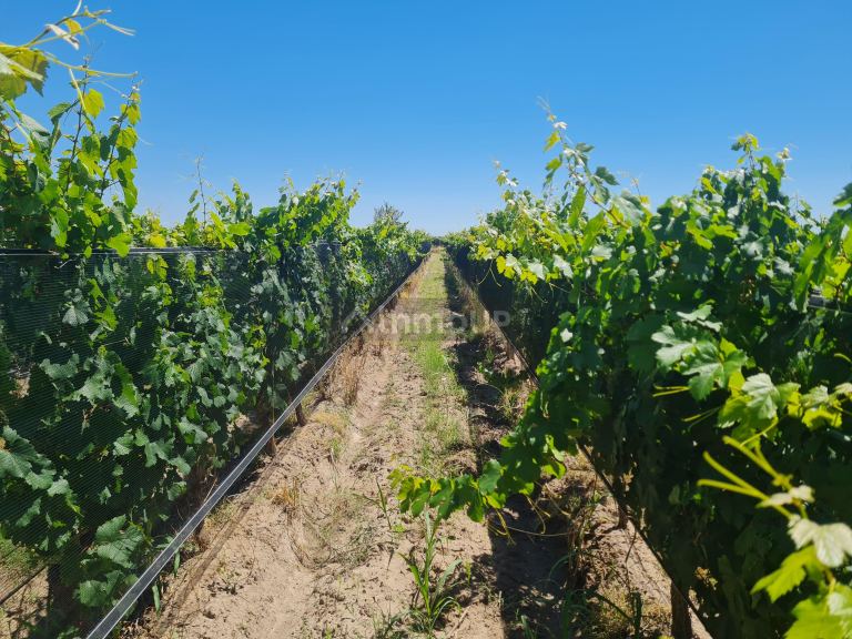 Finca en Venta en San Carlos, Mendoza