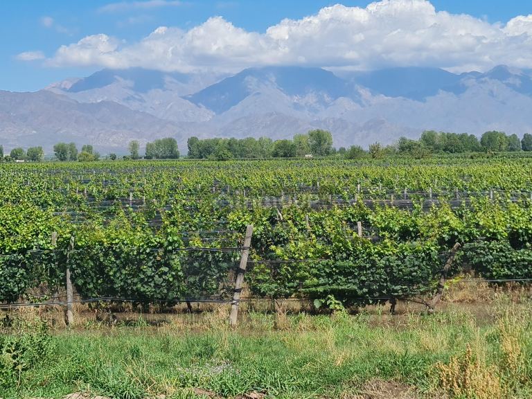 Finca en Venta en San Carlos, Mendoza