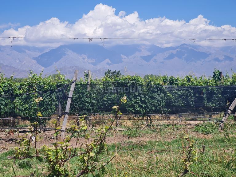 Finca en Venta en San Carlos, Mendoza