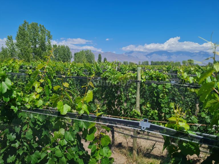 Finca en Venta en San Carlos, Mendoza