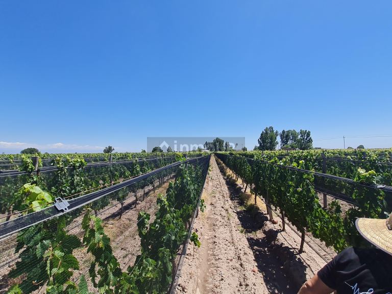 Finca en Venta en San Carlos, Mendoza