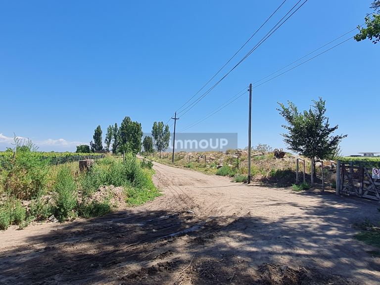 Finca en Venta en San Carlos, Mendoza