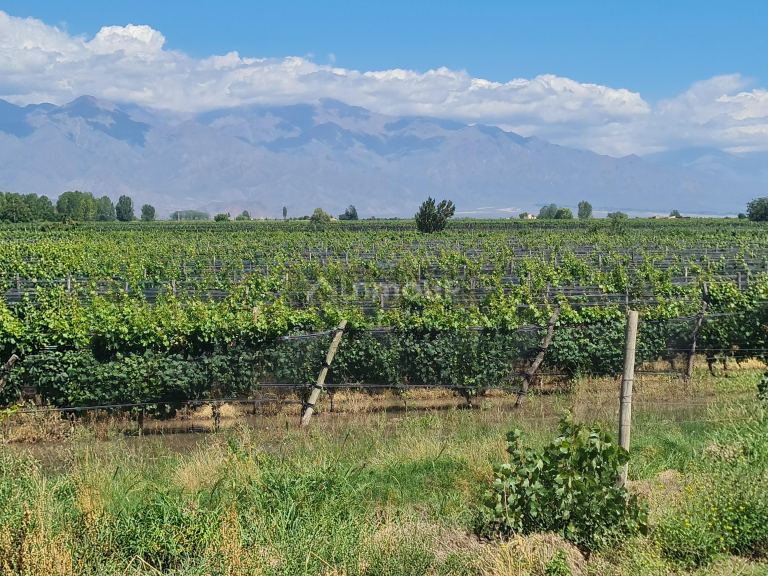Finca en Venta en San Carlos, Mendoza