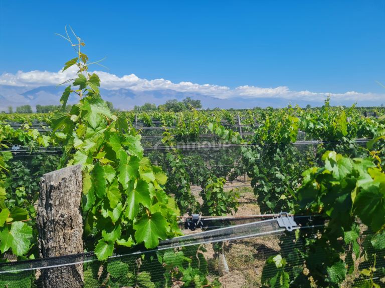 Finca en Venta en San Carlos, Mendoza