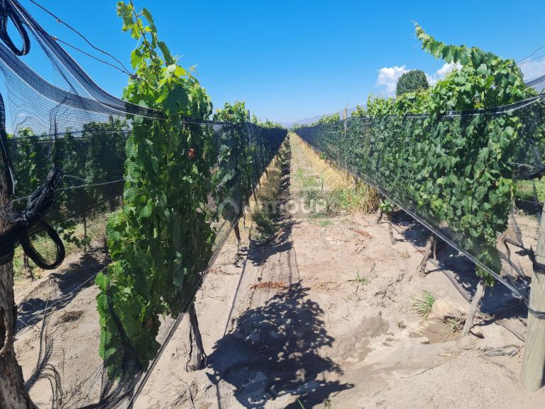 Finca en Venta en San Carlos, Mendoza