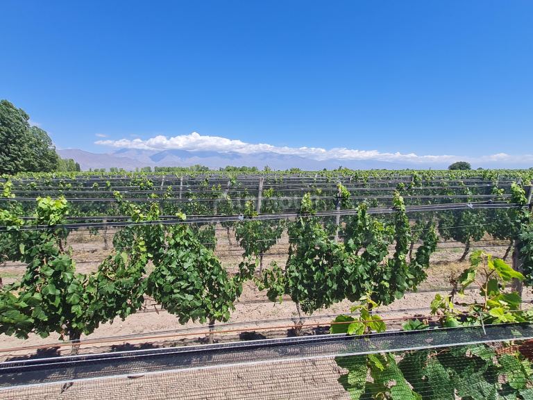 Finca en Venta en San Carlos, Mendoza