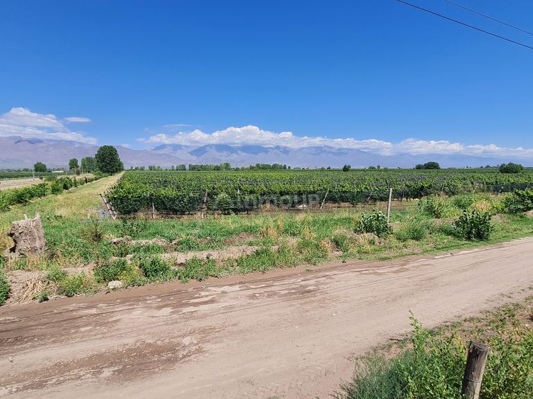 Finca en Venta en San Carlos, Mendoza