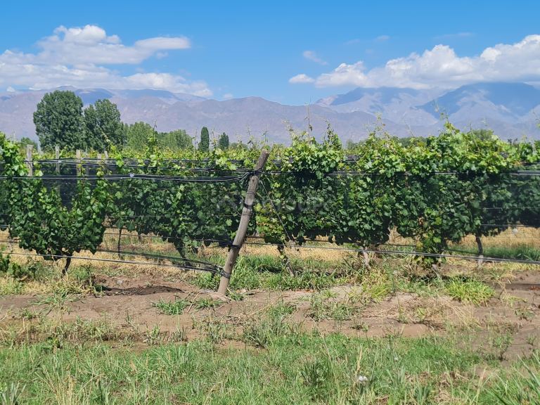 Finca en Venta en San Carlos, Mendoza