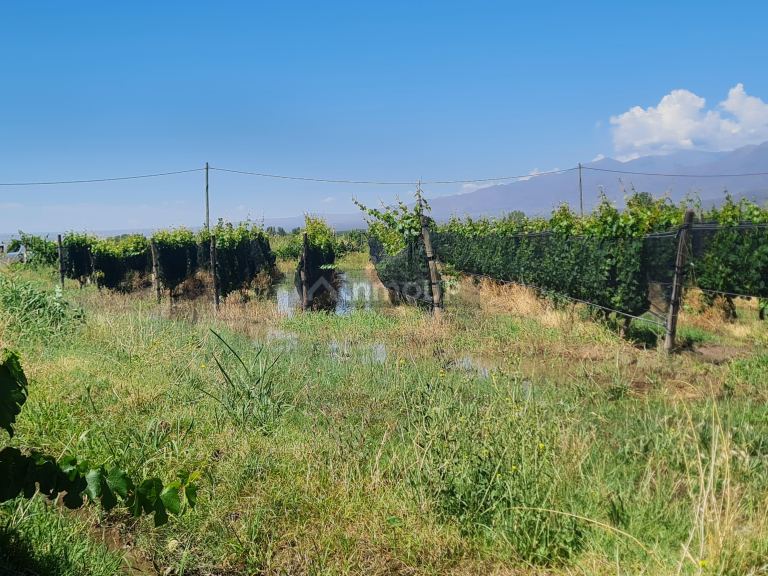 Finca en Venta en San Carlos, Mendoza