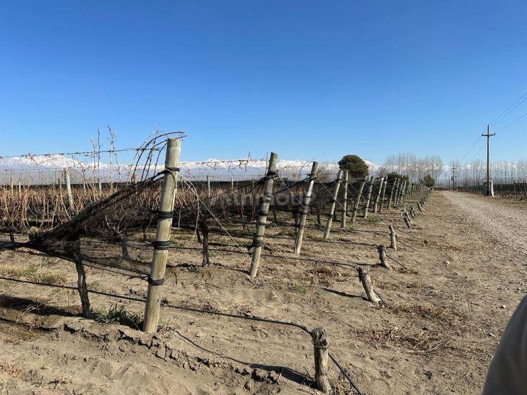 Finca en Venta en Tupungato, Mendoza