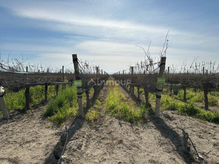 Finca en Venta en Tupungato, Mendoza