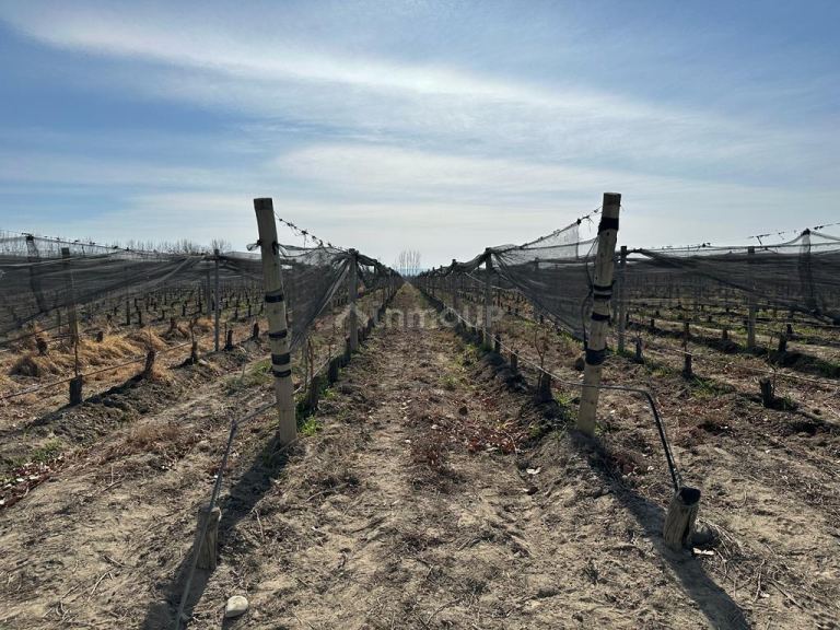 Finca en Venta en Tupungato, Mendoza