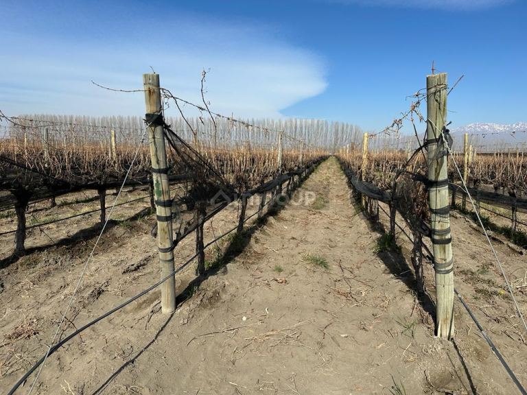 Finca en Venta en Tupungato, Mendoza