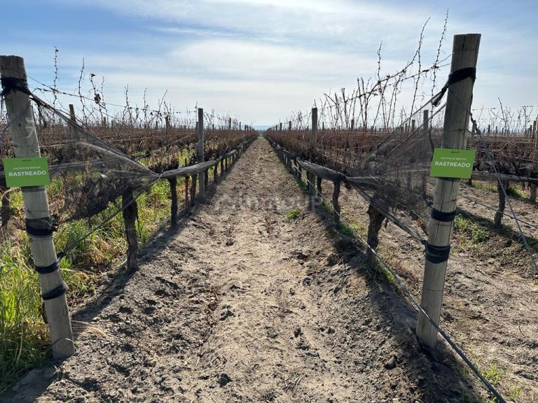 Finca en Venta en Tupungato, Mendoza