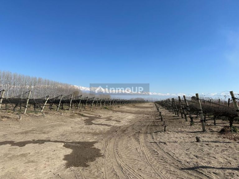 Finca en Venta en Tupungato, Mendoza