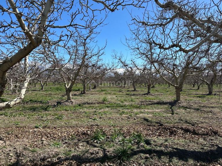 Finca en Venta en Tunuyan, Mendoza