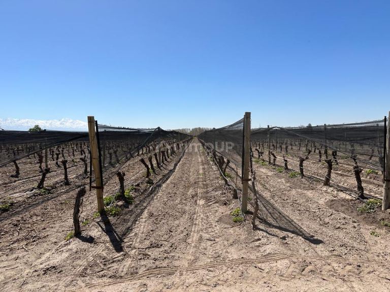 Finca en Venta en Tunuyan, Mendoza