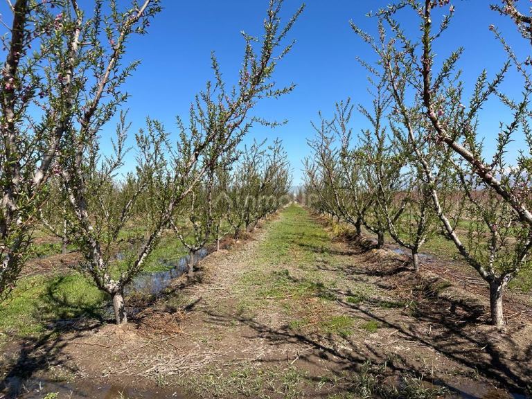 Finca en Venta en Tunuyan, Mendoza